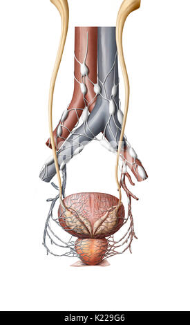 Dieses Bild zeigt einige Organe der Harnwege; die Harnleiter, die Aorta, die Vena cava inferior, der Harnblase und der Prostata. Stockfoto