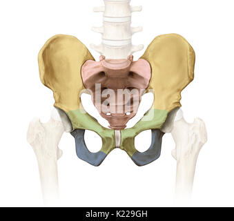 Knöcherne Gürtel bestehend aus dem Kreuzbein, Steißbein und zwei darmbein Knochen, verbinden die Gebeine der unteren Gliedmaßen zum axialen Skelett. Stockfoto