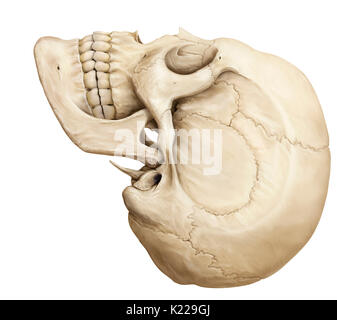 Knöcherne Struktur gebildet von acht Knochen (vier sogar Knochen und vier ungeraden Knochen) abdecken und schützen das Gehirn. Stockfoto