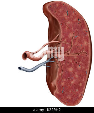 Lymphatisches Organ zwischen den Magen und Bauchspeicheldrüse entfernt; die Produktion von weißen Blutkörperchen und Antikörper. Stockfoto