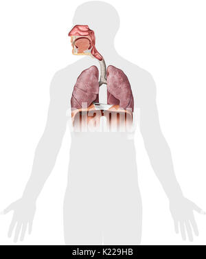 Dieses Bild zeigt die Organe der Atemwege, welche die Nasenhöhle, die epiglottis, des Rachens, des Kehlkopfes, der Luftröhre, der Lunge und des Zwerchfells. Stockfoto