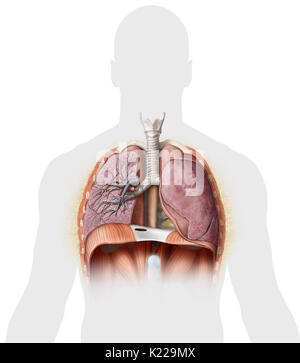 Dieses Bild zeigt einen Querschnitt der Lungen, die zeigt die wichtigsten Bronchus, die Lobe bronchus und das Terminal bronchiole. Stockfoto