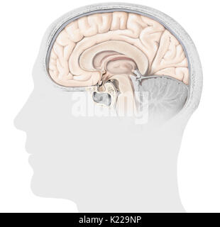 Die Hypophyse besteht aus zwei Lappen, die adenopituitary und die neuropituitary. Die adenohypophyse sondert das Wachstumshormon und Hormone eine regulatorische Funktion auf der anderen endokrinen Drüsen. Stockfoto