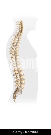 Knöcherne Gruppierung von 33 Wirbel, der sich von der Schädel mit dem Becken; es unterstützt den Kopf und Rumpf und enthält das Rückenmark. Stockfoto
