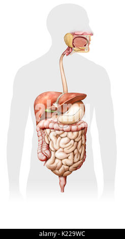 System durch den Mund gebildet, die den Verdauungstrakt und die Drüsen, die mechanische Traktur, Enzyme oder Absonderungen, zu brechen, absorbieren Nährstoffe und Abfälle auszuschließen. Stockfoto