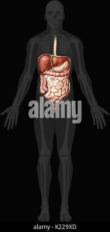 System durch den Mund gebildet, die den Verdauungstrakt und die Drüsen, die mechanische Traktur, Enzyme oder Absonderungen, zu brechen, absorbieren Nährstoffe und Abfälle auszuschließen. Stockfoto