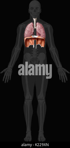 Dieses Bild zeigt die unteren Organe der Atmungsorgane, der Luftröhre, der Lunge und des Zwerchfells. Stockfoto
