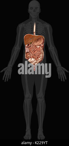 System durch den Mund gebildet, die den Verdauungstrakt und die Drüsen, die mechanische Traktur, Enzyme oder Absonderungen, zu brechen, absorbieren Nährstoffe und Abfälle auszuschließen. Stockfoto