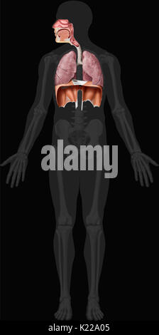 Dieses Bild zeigt die Organe der Atemwege, welche die Nasenhöhle, die epiglottis, des Rachens, des Kehlkopfes, der Luftröhre, der Lunge und des Zwerchfells. Stockfoto