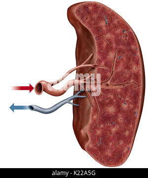 Lymphatisches Organ zwischen den Magen und Bauchspeicheldrüse entfernt; die Produktion von weißen Blutkörperchen und Antikörper. Stockfoto