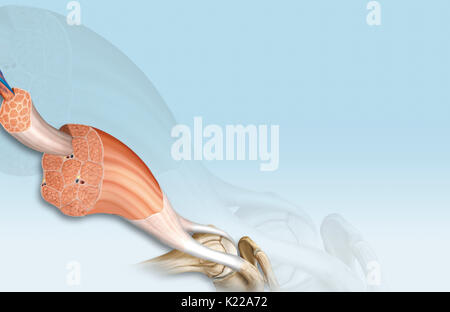 Dieses Bild zeigt die Struktur der Skelettmuskulatur, offenbart die Muskelfasern bündeln, der Motor Neuron, der Muskelfasern und der myofibril. Stockfoto