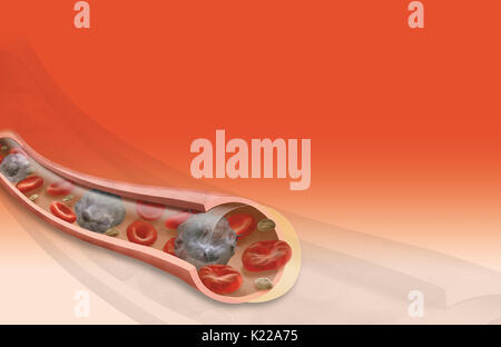 Kanal, durch den das Blut zirkuliert; es sind Arterien, Kapillaren und Venen. Stockfoto