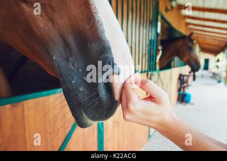 Tippen Sie auf die Freundschaft zwischen Mensch und Pferd im Stall. Stockfoto