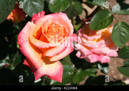 Nahaufnahme der MEHRFARBIGE ROSE, Rancho Cordova, Kalifornien Stockfoto