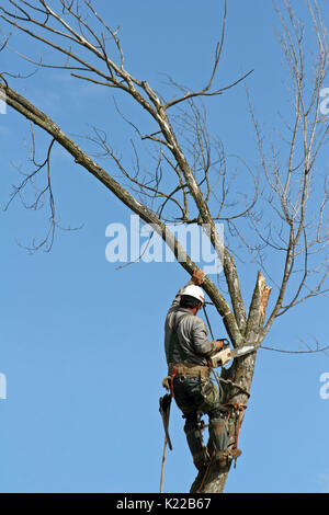 Baum CUTTER BEI DER ARBEIT IN AHORN, Rancho Cordova, Kalifornien Stockfoto