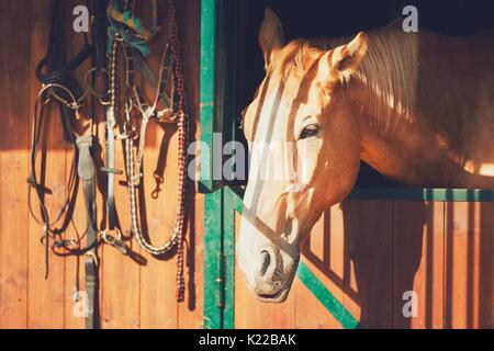 Pferd suchen aus dem Fenster des zeitgenössischen stabil. Stockfoto