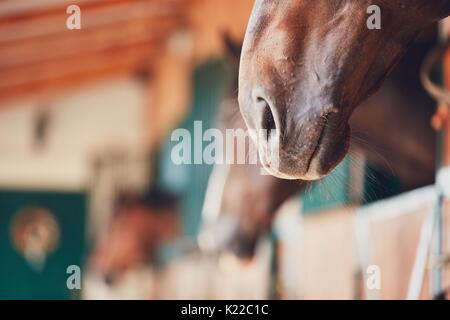 Die Nase des Pferdes in den zeitgenössischen stabil - selektive Fokus Stockfoto
