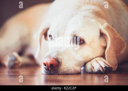 Traurigen Blick der alten Hund. Krank (oder müde) Labrador Retriever auf Holzboden zu Hause liegen. Stockfoto