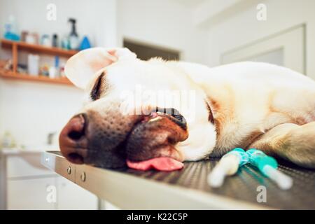 Alte Labrador Retriever in der Tierklinik. Kranker Hund liegend auf dem Untersuchungstisch. Stockfoto