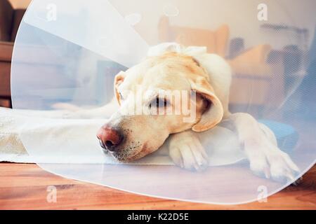 Alte Hund nach der Operation. Labrador Retriever mit medizinischen Schutzkragen liegt zu Hause. Stockfoto