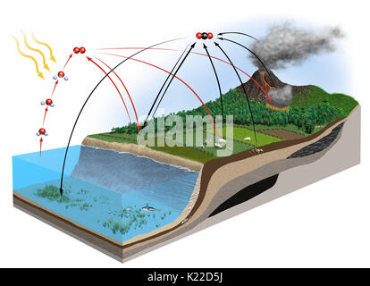 Eine Reihe von Interaktionen, Sauerstoff und Kohlenstoff verursachen, zwei wesentlichen Elemente des Lebens, durch die Biosphäre zu zirkulieren. Stockfoto