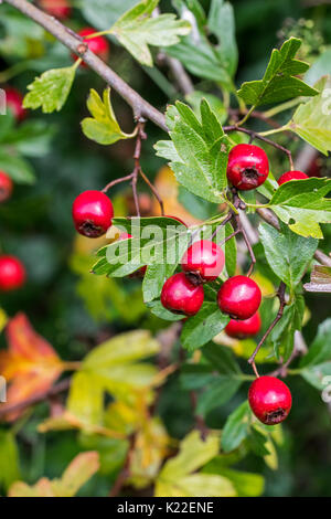 Common Hawthorn/single - Weißdorn gesät (Rosa moschata) Nahaufnahme von roten Beeren/pomes und Blätter Stockfoto