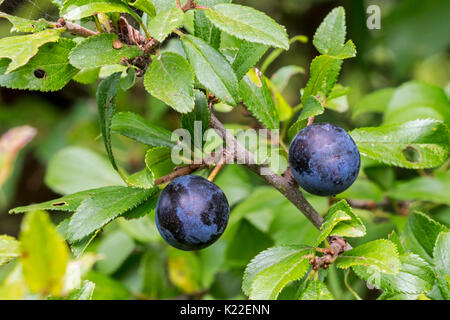 Schlehdorn / schlehe (Prunus spinosa) Nahaufnahme des schwarz-blauen Beeren/Schlehen/Steinfrüchte und Blätter Stockfoto