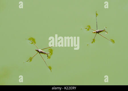 Zwei gemeinsame Teich Skater/common Water striders (gerris Lacustris) auf der Wasseroberfläche von Teich Stockfoto