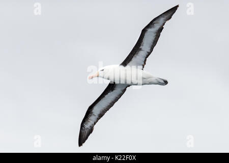 Schwarz der tiefsten Albatross Diomedea melanophrys West Point Island Falkland Malvinas Stockfoto