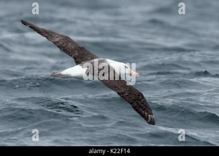 Schwarz der tiefsten Albatross Diomedea melanophrys West Point Island Falkland Malvinas Stockfoto