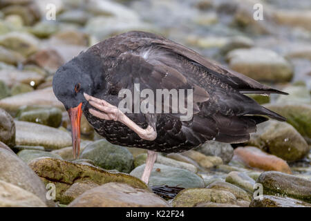 Schwärzliche Austernfischer Haematopus ater kratzen sich West Point Island Falkland Malvinas Stockfoto