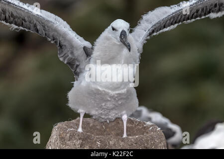 Unreife Schwarz der tiefsten Albatross Diomedea melanophrys stehend auf Nest stretching Flügel West Point Island Falkland Malvinas Stockfoto