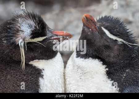 Rockhopper Penguin Eudyptes crestatus Mauser West Point Island Falkland Malvinas Stockfoto