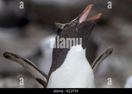 Ruft Rockhopper Penguin Eudyptes crestatus Mauser West Point Island Falkland Malvinas Stockfoto