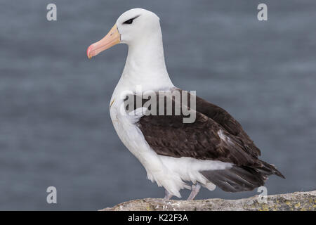 Schwarz der tiefsten Albatross Diomedea melanophrys West Point Island Falkland Malvinas Stockfoto