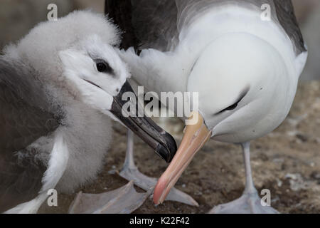 Unreife Schwarz der tiefsten Albatross gefüttert von Erwachsenen Diomedea melanophrys West Point Island Falkland Malvinas, Stockfoto