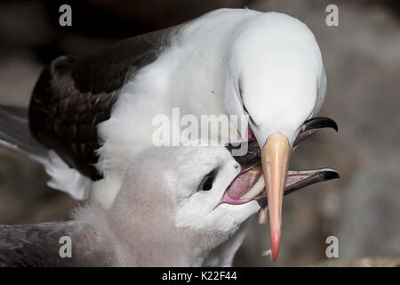 Unreife Schwarz der tiefsten Albatross gefüttert von Erwachsenen Diomedea melanophrys West Point Island Falkland Malvinas, Stockfoto