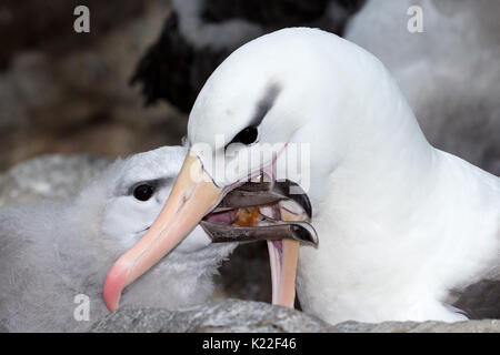 Unreife Schwarz der tiefsten Albatross gefüttert von Erwachsenen Diomedea melanophrys West Point Island Falkland Malvinas, Stockfoto