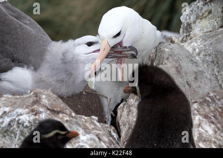 Unreife Schwarz der tiefsten Albatross von Erwachsenen Diomedea melanophrys West Point Island Falkland Malvinasmelanophrys West Point Island Falkland Ma gespeist wird Stockfoto