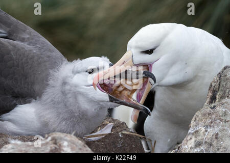 Unreife Schwarz der tiefsten Albatross squid gespeist durch erwachsene Diomedea melanophrys West Point Island Falkland Malvinas, Stockfoto