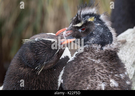 Rockhopper Penguin Eudyptes crestatus Mauser West Point Island Falkland Malvinas Stockfoto