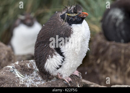 Rockhopper Penguin Eudyptes crestatus Mauser West Point Island Falkland Malvinas - sitzen auf Albatross Nest Stockfoto