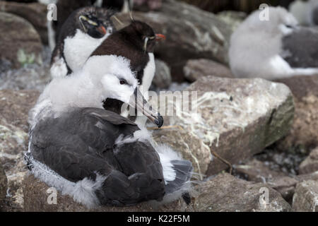 Unreife Schwarz der tiefsten Albatross Diomedea melanophrys sitzen auf Nest mit Rockhopper Penguin Eudyptes crestatus Mauser West Point Island Falkland Inseln Stockfoto