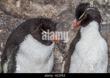 Rockhopper Penguin Eudyptes crestatus Mauser West Point Island Falkland Malvinas Stockfoto