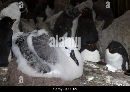 Unreife Schwarz der tiefsten Albatross Diomedea melanophrys sitzen auf Nest mit Rockhopper Penguin Eudyptes crestatus Mauser West Point Island Falkland Inseln Stockfoto