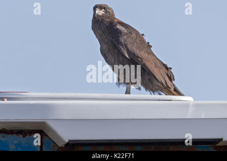 Juvenile Südlicher Karakara Phalcoboenus australis Barsch ontop des Traktors Karkasse Island Falkland Malvinas Stockfoto