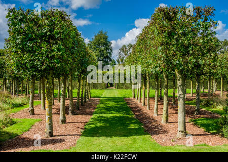 East Ruston Old Vicarage Gärten, East Ruston, Norfolk, Großbritannien Stockfoto