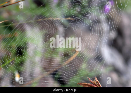 Spiderweb unter Unkraut und Niederlassungen ausgesetzt Stockfoto