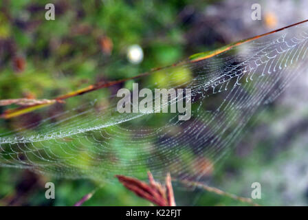 Spiderweb unter Unkraut und Niederlassungen ausgesetzt Stockfoto