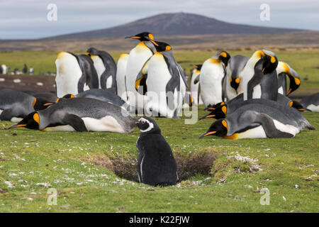 Königspinguin Aptenodytes patagonicus Spheniscus magellanicus Magellanic penguin Volunteer Point East Island Falkland Inseln (Malvinas) Stockfoto